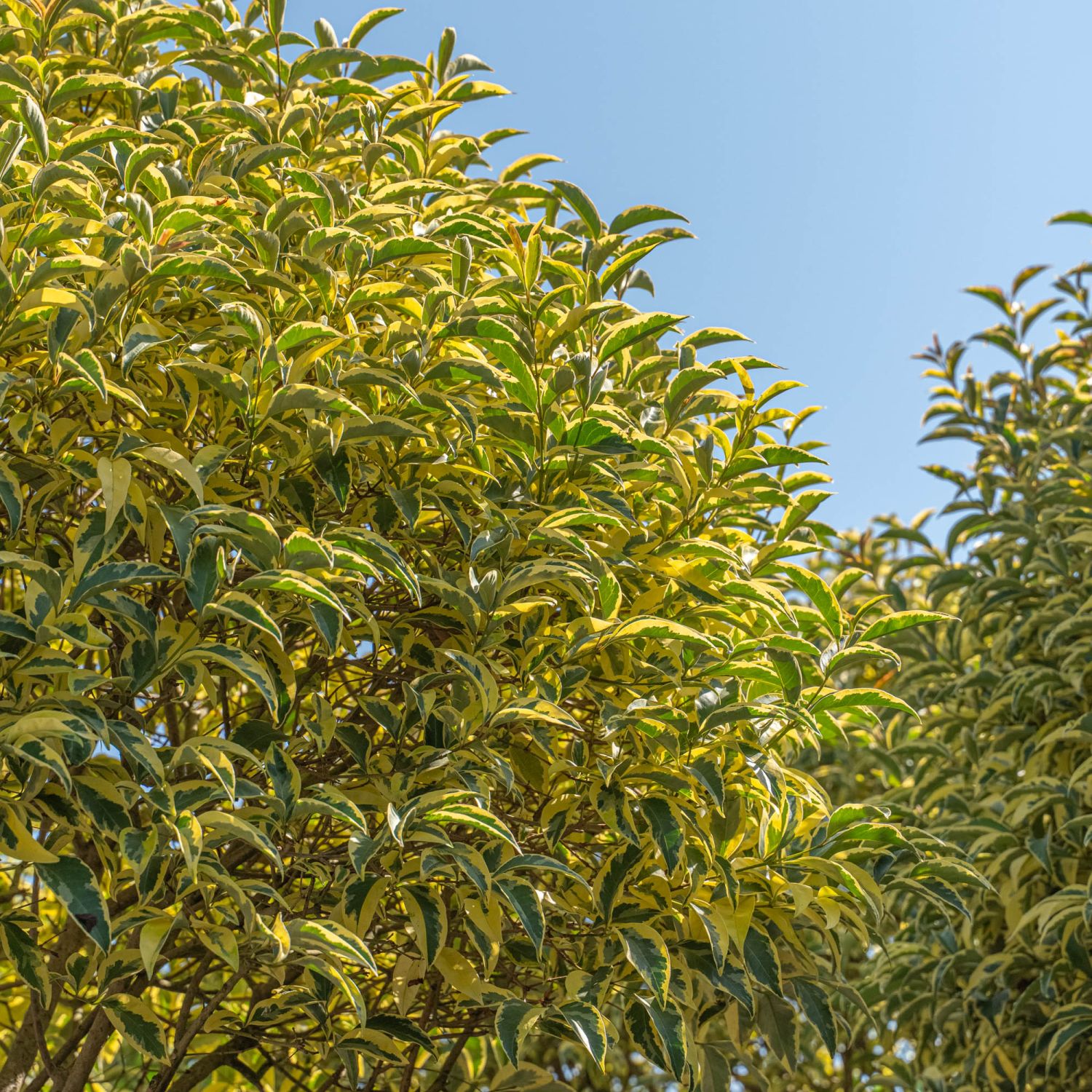 Vivaio di produzione piante ornamentali