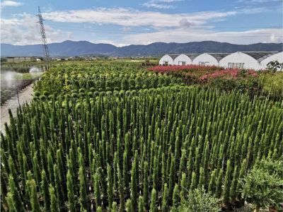 Produzione piante in vaso e in pieno campo | Lomi Piante
