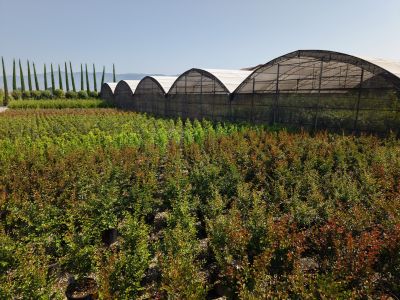 vivai a pistoia | Lomi Piante