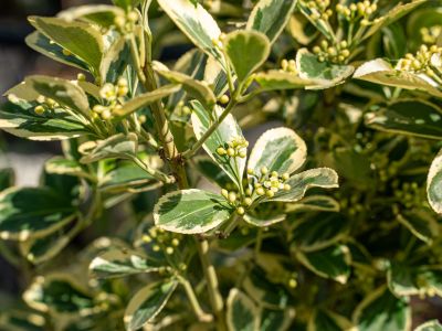 Piante per arredo urbano | Fornitura vivaio Pistoia