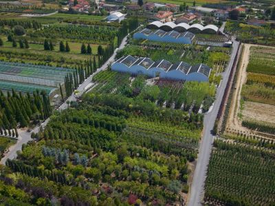 Plants for Urban Landscaping Projects | Lomi Piante