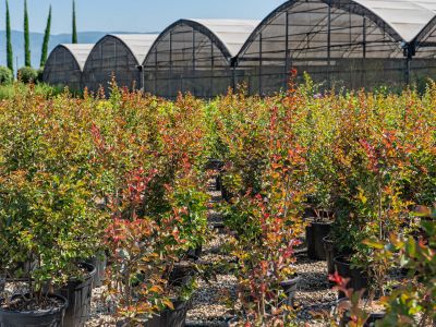 Ornamental plant supplier for professionals | Lomi Piante