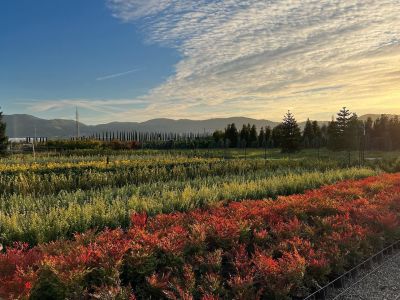 Ornamental plant nursery Italy | Lomi Piante