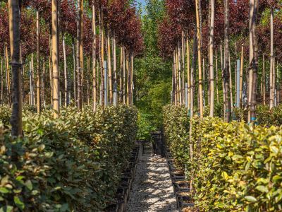 Fornitura piante ornamentali | Lomi Piante