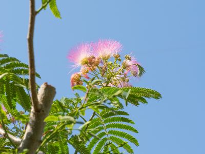 Field-grown and container-grown plant production | Lomi Piante