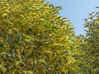 Ornamental Plants Pistoia | Lomi Piante