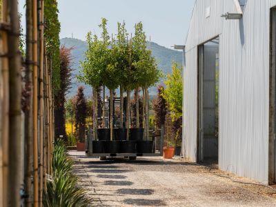 Plant growers in Italy for professional and wholesale supply | Lomi PIante