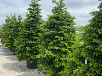 Fornitura piante ornamentali | Lomi Piante