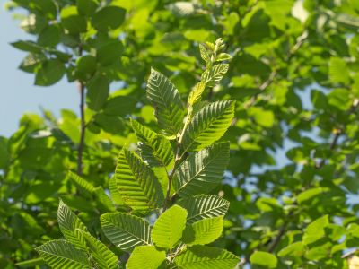 Produzione piante in Toscana | Vivaio ornamentale a Pistoia | Lomi Piante