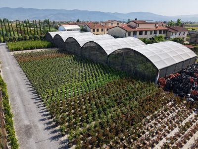 Vivaio a Pistoia | Lomi Piante
