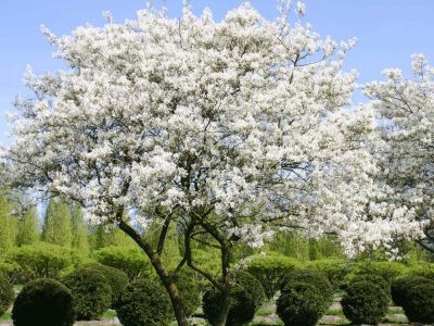 Produzione piante ornamentali a Pistoia | Lomi Piante