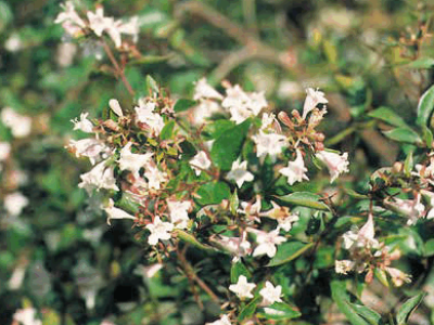 Wholesale plant nursery in Italy | Lomi Piante